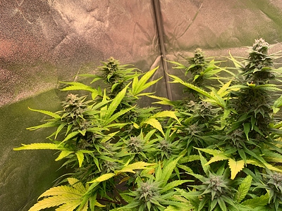 Growreport Bild 11