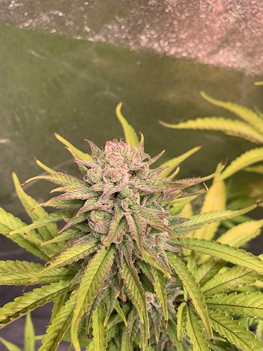 Growreport Bild 25