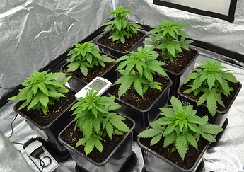 Growreport Bild 2