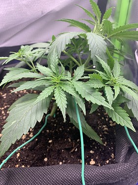 Growreport Bild 15