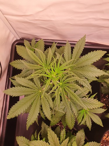 Growreport Bild 5