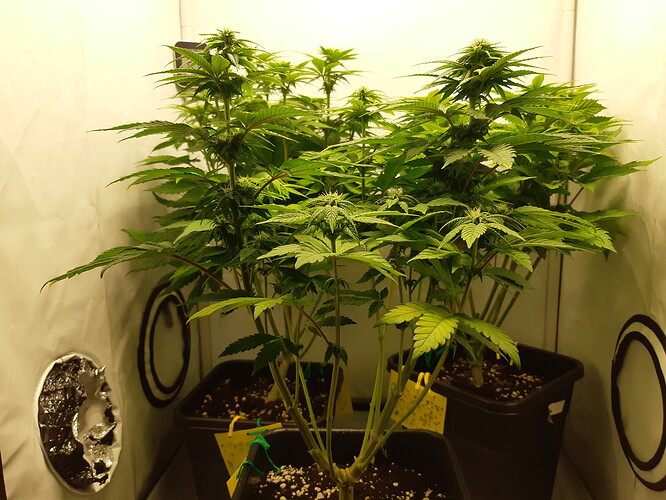 Growreport Bild 5