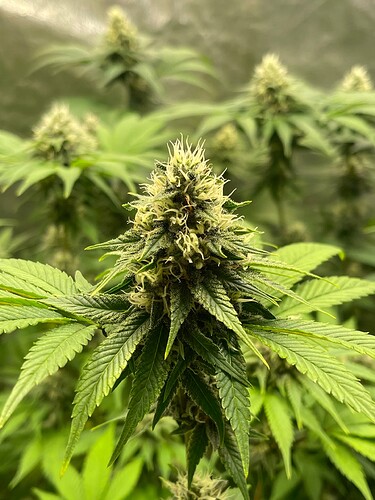 Growreport Bild 4