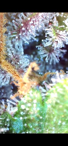 Growreport Bild 5