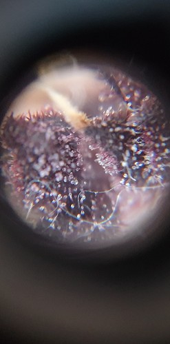 Growreport Bild 13