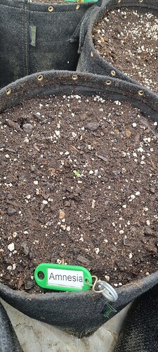 Growreport Bild 40
