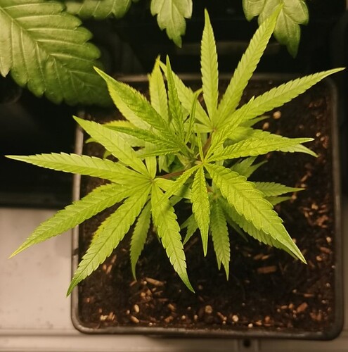 Growreport Bild 3