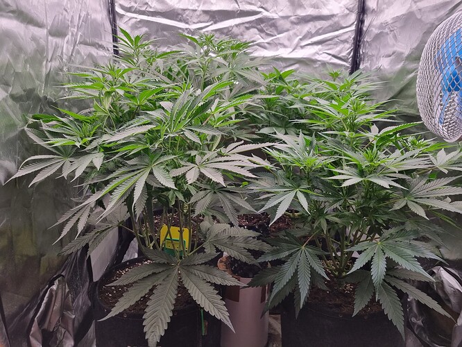 Growreport Bild 35