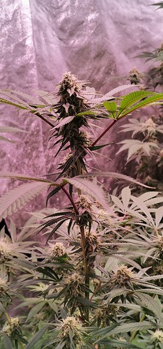 Growreport Bild 9