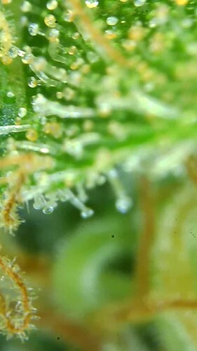 Growreport Bild 6