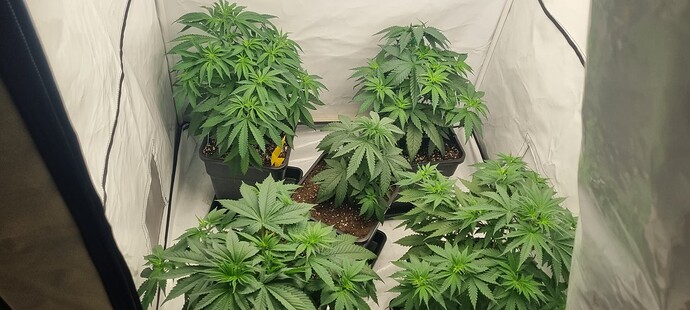 Growreport Bild 32