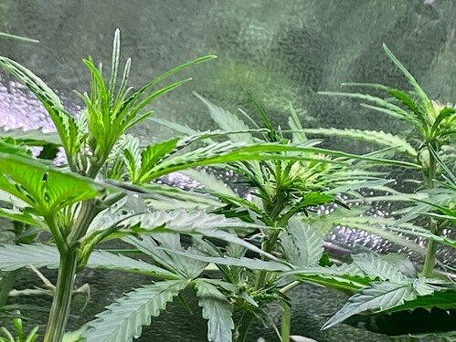 Growreport Bild 1