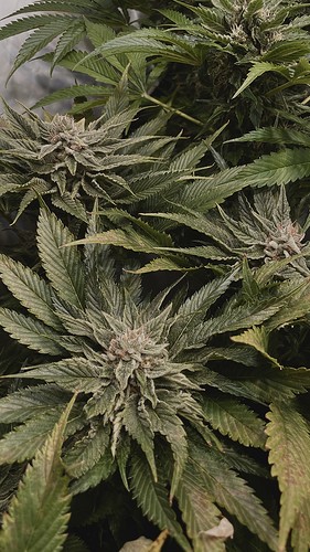 Growreport Bild 3