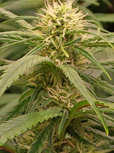 Growreport Bild 8