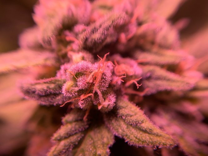 Growreport Bild 30