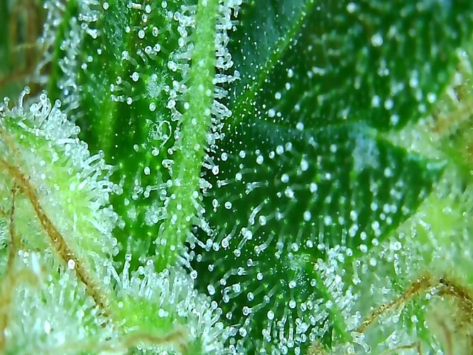 Growreport Bild 16