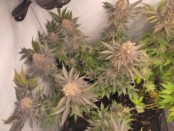 Growreport Bild 12