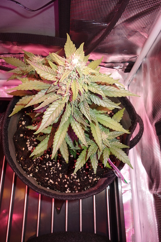 Growreport Bild 46