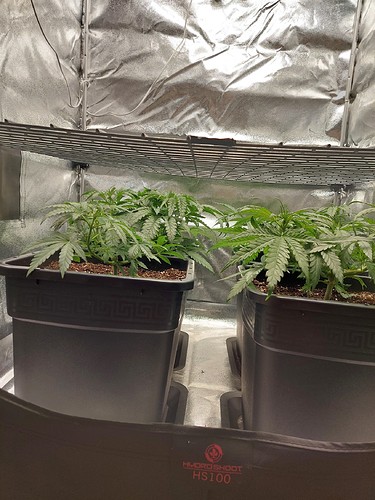 Growreport Bild 4