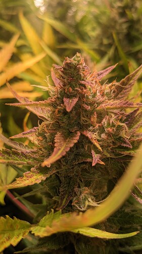 Growreport Bild 5
