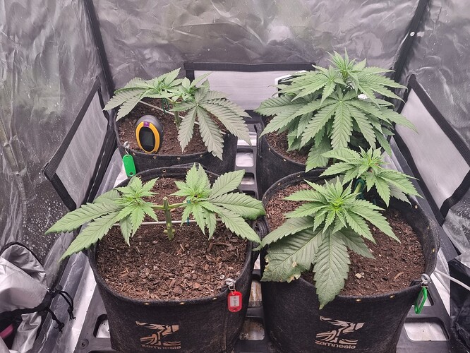 Growreport Bild 24