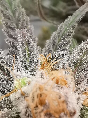 Growreport Bild 38