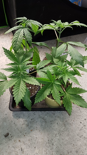 Growreport Bild 6