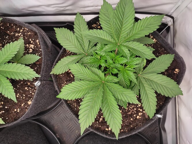 Growreport Bild 10