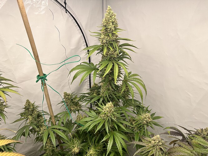 Growreport Bild 22