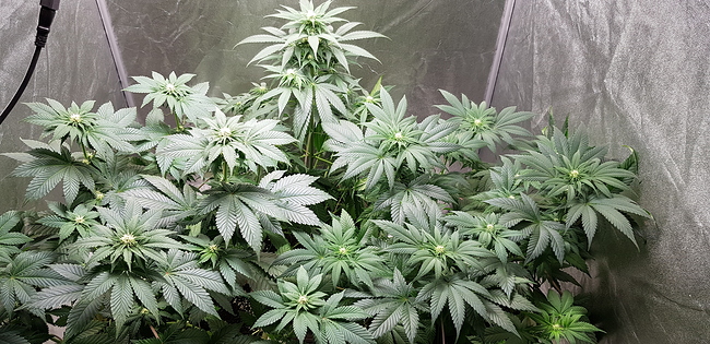 Growreport Bild 3