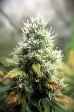 Growreport Bild 5