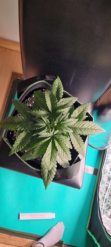 Growreport Bild 5