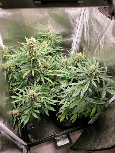Growreport Bild 3
