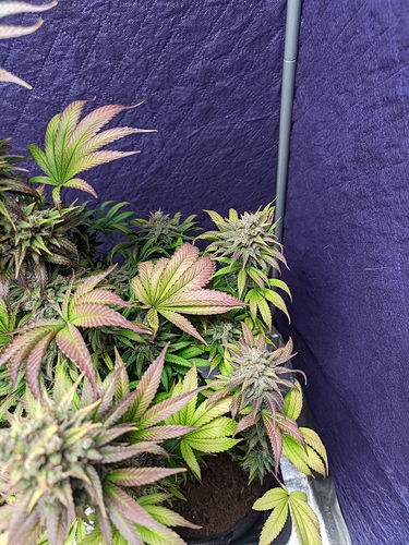 Growreport Bild 19