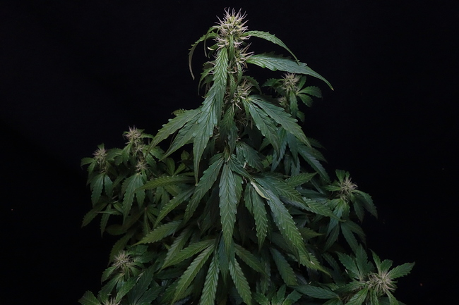Growreport Bild 10
