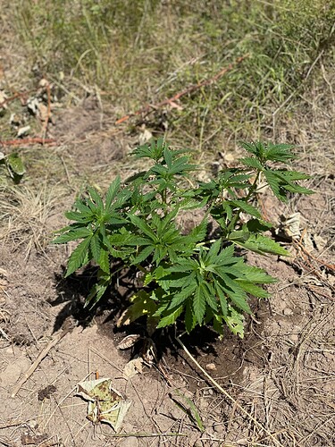 Growreport Bild 2
