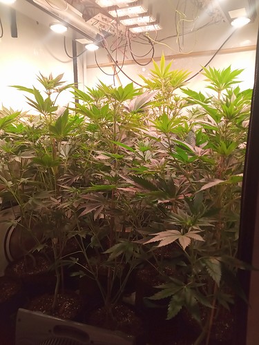 Growreport Bild 46