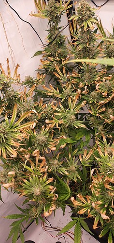 Growreport Bild 2