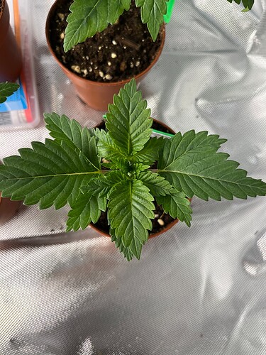 Growreport Bild 3