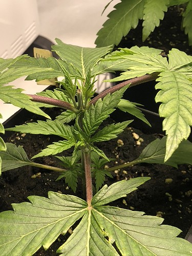 Growreport Bild 16