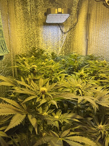 Growreport Bild 2