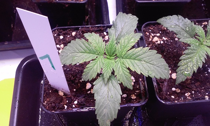 Growreport Bild 5
