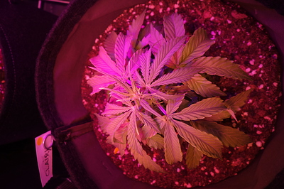 Eine junge Cannabispflanze in einem Stofftopf unter violettem Licht, mit einem Etikett, auf dem "CLAIRY" steht.