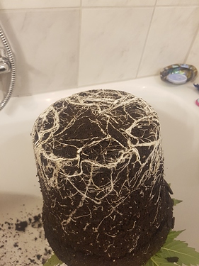 Growreport Bild 19