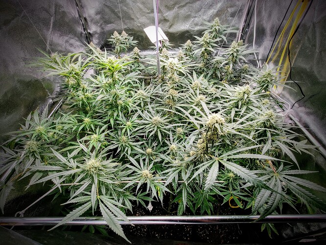 Growreport Bild 32