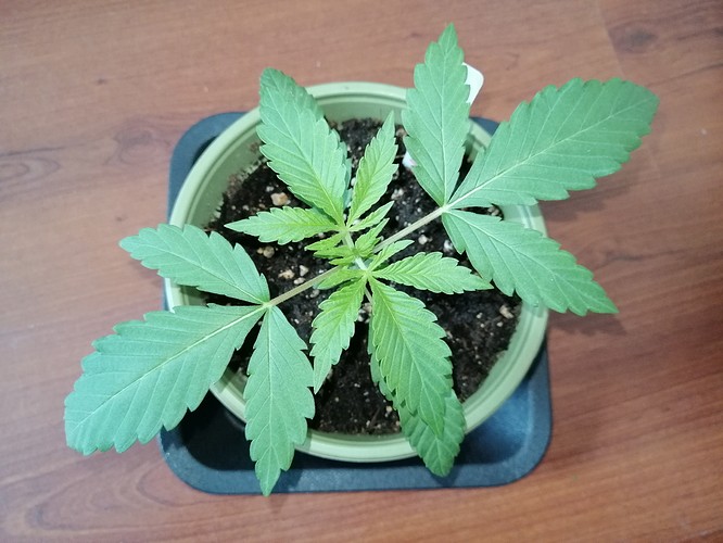 Growreport Bild 9