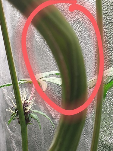 Growreport Bild 3
