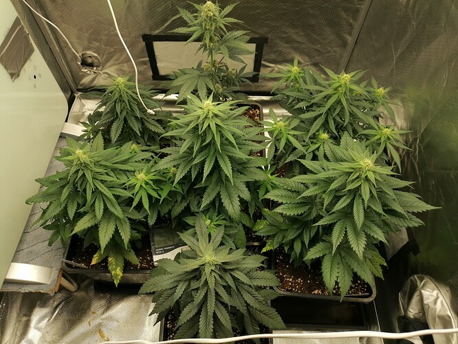 Growreport Bild 1