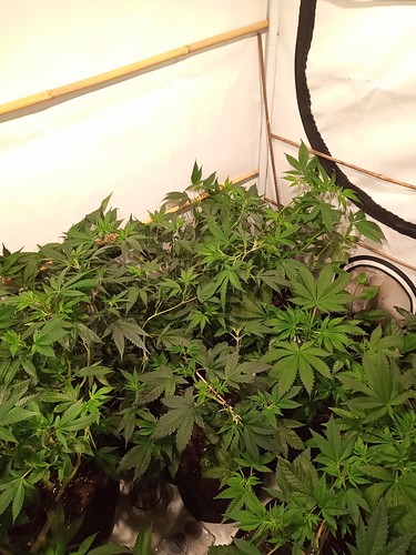 Growreport Bild 27