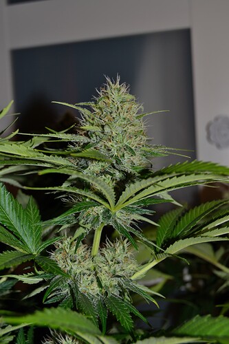 Growreport Bild 8